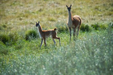 Pampas çayırlarında Guanacos, La Pampa ili, Patagonya, Arjantin.