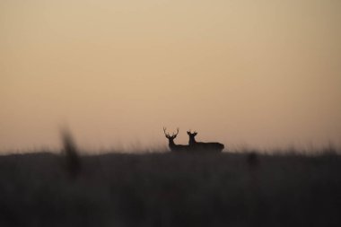 Calden Ormanı, La Pampa, Arjantin, Parque Luro, Doğa Koruma Alanı