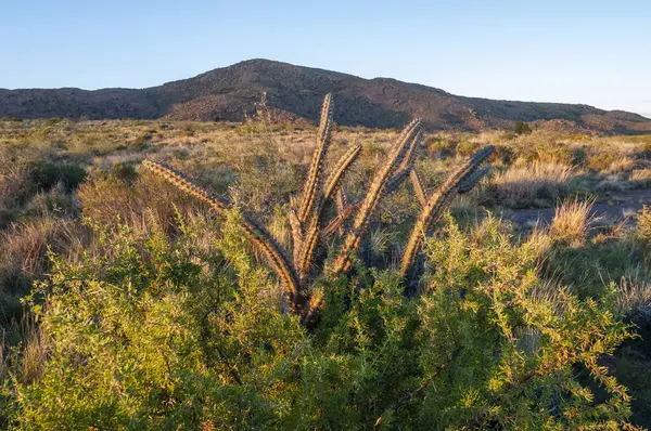 Cactus Lihue Calel National Park Pampa Argentina — Stock Photo, Image