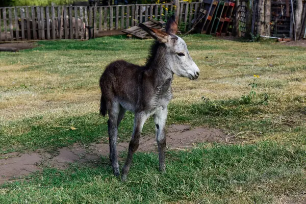 Donkey Newborn Baby Farm Argentine Countryside — Stock Photo, Image