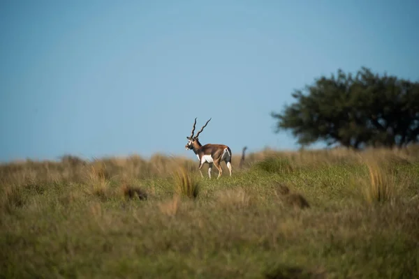 Blackbuck Antelope Pampas Plain Environment Pampa Province Argentina — Stock Photo, Image