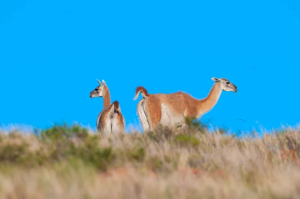 Guanacos Lihue Calel National Park Pampa Patagonien Argentina — Stockfoto