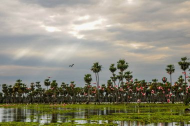 Kuşlar La Estrella Marsh, Formosa, Arjantin 'e akın ediyor..