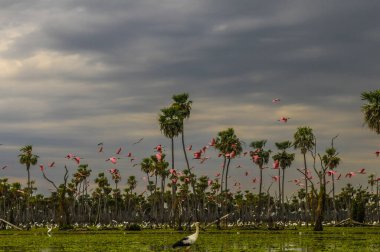 Kuşlar La Estrella Marsh, Formosa, Arjantin 'e akın ediyor..