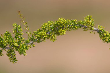 Yarı çölde bitki, Calden Ormanı, La Pampa Arjantin