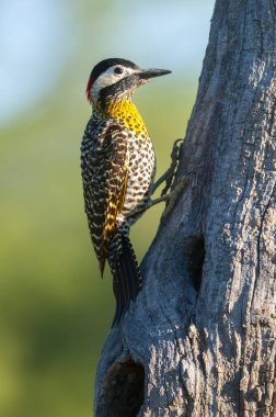 Green barred Woodpecker in forest environment,  La Pampa province, Patagonia, Argentina.