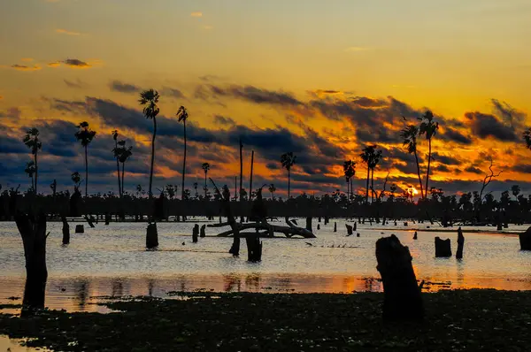 La Estrella Marsh 'taki Sunst Palms manzarası, Formosa, Arjantin.