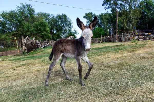 アルゼンチンの農場で生まれたばかりのロバ田舎の赤ちゃん — ストック写真