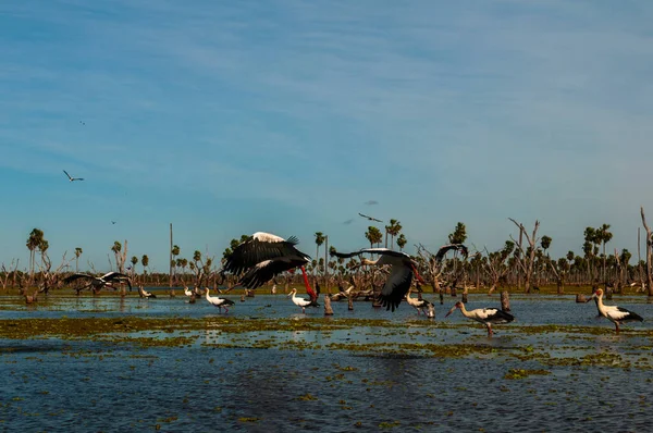 Birds Flock Landscape Estrella Marsh Formosa Province Argentina — Stock Photo, Image