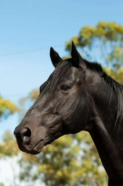 Cavallo Riproduttore Nero Ritratto Provincia Pampa Patagonia Argentina — Foto Stock