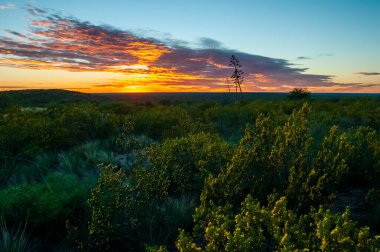 Amerikan aloe, Agave americana, La Pampa Eyaleti, Patagonya, Arjantin.