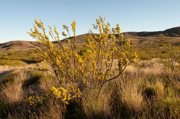 Creosote Bush Lihue Calel National Park Pampa Αργεντινή — Φωτογραφία Αρχείου