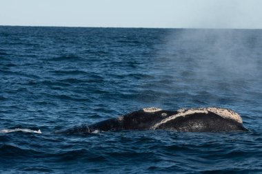 Yüzeyde Sohutern sağ balinaları, Yarımada Valdes, Patagonya, Arjantin
