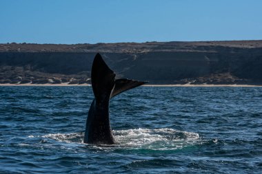 Sohutern sağ balina kuyruğu, Yarımada Valdes, Chubut, Patagonya, Arjantin