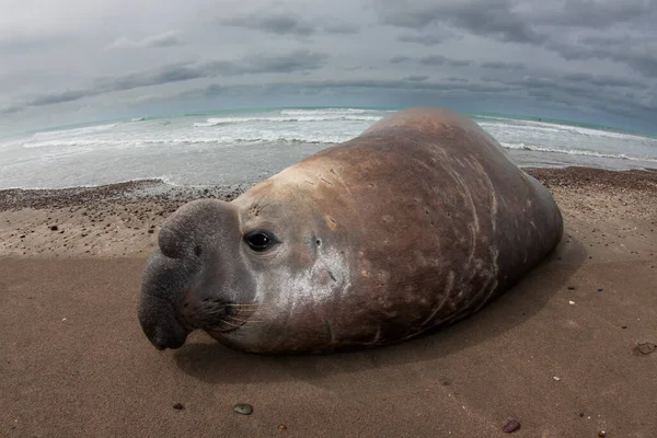 Elephant Seal Peninsula Valdes Unesco World Heritage Site Patagonia Argentina — Stock Photo, Image