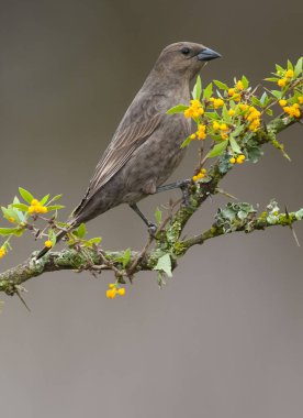 Calden Ormanı 'nda, La Pampa Eyaleti, Patagonya, Arjantin.