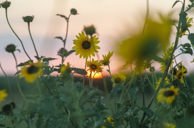 Yarı çölde vahşi çiçekler, Calden Ormanı, La Pampa Arjantin