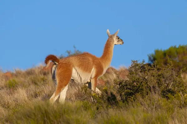 Guanacos Parku Narodowym Lihue Calel Pampa Patagonia Argentyna — Zdjęcie stockowe