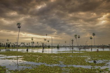 La Estrella Marsh, Formosa, Arjantin 'de palmiye manzarası.