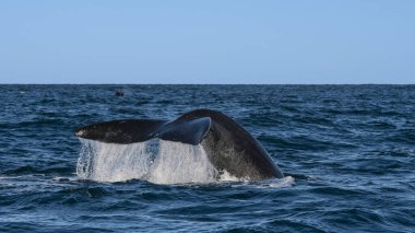 Sohutern sağ balina kuyruğu ıstakoz kuyruğu, nesli tükenmekte olan türler, Patagonya, Arjantin
