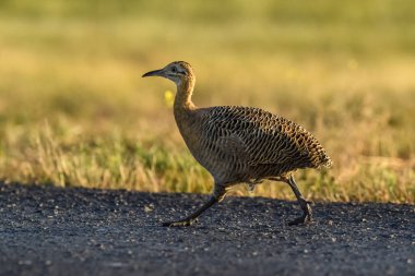 Kırmızı kanatlı Tinamou, Rhynchotus rufescens, La Pampa, Arjantin