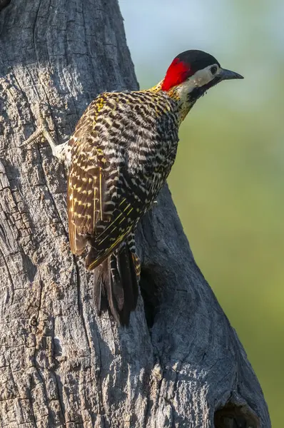 Green Barred Woodpecker Forest Environment Pampa Province Patagonia Argentina — Zdjęcie stockowe