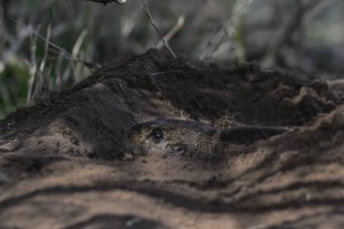 Azaras Tuco tuco, Ctenomys azarae, La Pampa Eyaleti, Patagonya Arjantin. 