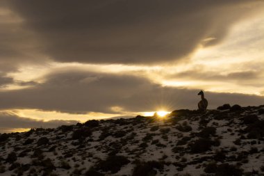 Guanacos otlatma, Torres del Paine Ulusal Parkı, Patagonya, Chil
