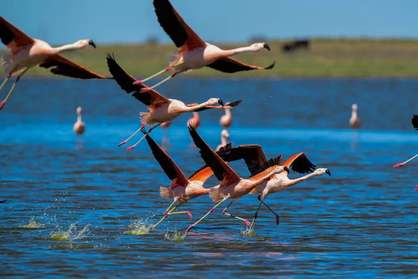 Flamingos Flock Migratory Journey Pampa Province Patagonia Argentina — Stock Photo, Image
