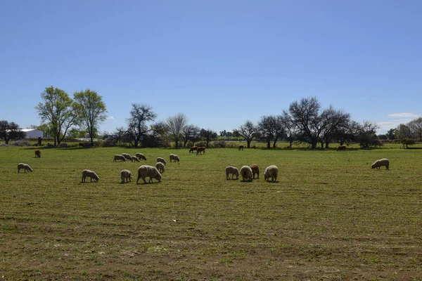 Får Landsbygdslandskap Provinsen Pampa Patagonien Argentina — Stockfoto
