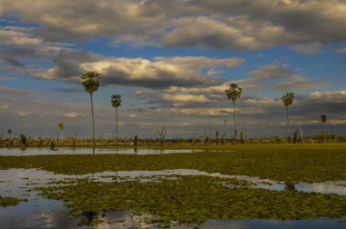 La Estrella Marsh 'taki Sunst Palms manzarası, Formosa, Arjantin.