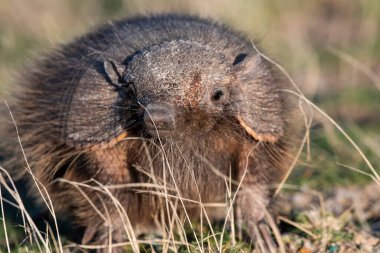 Kıllı Armadillo, çayırlık alanda, Yarımada Valdes, Patagonya, Arjantin