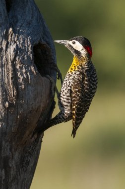 Green barred Woodpecker in forest environment,  La Pampa province, Patagonia, Argentina.