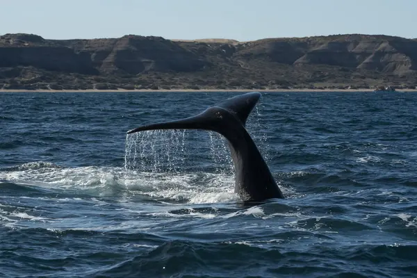 Sohutern Right Whale Tail Peninsula Valdes Chubut Patagonia Argentina — 图库照片