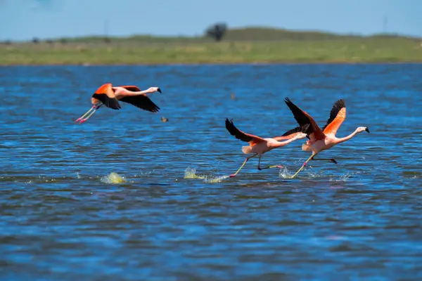 Flamingos Flock Migratory Journey Pampa Province Patagonia Argentina — Stock Photo, Image