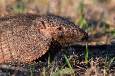 Armadillo Pampas kırsal kesiminde, La Pampa Eyaleti, Arjantin.