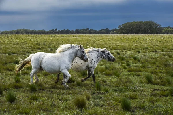 Paardenherder Het Platteland Provincie Pampa Patagonië Argentinië — Stockfoto