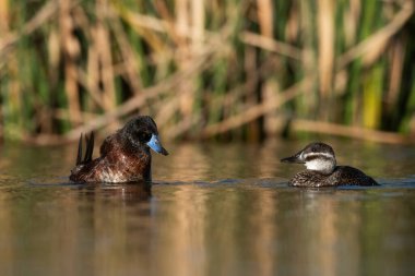 Lake Duck in Pampas Lagoon environment, La Pampa Province, Patagonia , Argentina.
