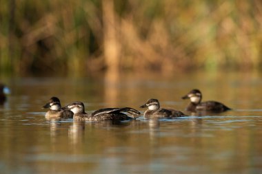Lake Duck in Pampas Lagoon environment, La Pampa Province, Patagonia , Argentina.