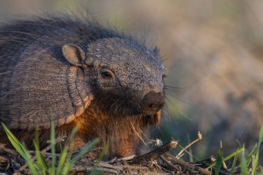 Armadillo Pampas kırsal kesiminde, La Pampa Eyaleti, Arjantin.