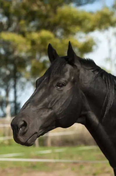 Cavalo Reprodutor Negro Retrato Província Pampa Patagônia Argentina — Fotografia de Stock