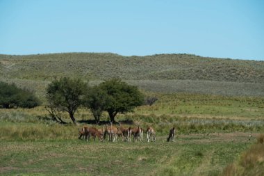 Pampas çimen ortamında Guanacos, La Pampa, Patagonya, Argen