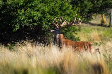 Kızıl geyik, La Pampa 'da kükreyen erkek, Arjantin, Parque Luro, Doğa Koruma Alanı