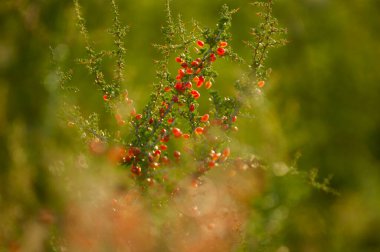 Piquillin, Pampas ormanlarında yaygın yabani meyveler, Patagonya, Arjantin