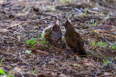 Crested Gallito, La Pampa Eyaleti, Patagonya, Arjantin.