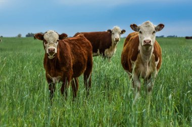 Cows in the Argentine countryside, La Pampa, Patagonia, Argentina. clipart