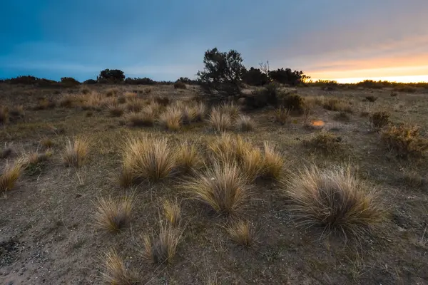 Pampas Grass Rural Peninsula Valdes Patagonia Argentina — 图库照片