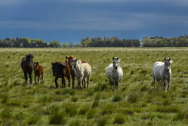 阿根廷 巴塔哥尼亚 拉潘帕省 路边的马群 — 图库照片