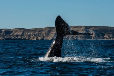 Sohutern sağ balina kuyruğu ıstakoz kuyruğu, nesli tükenmekte olan türler, Patagonya, Arjantin