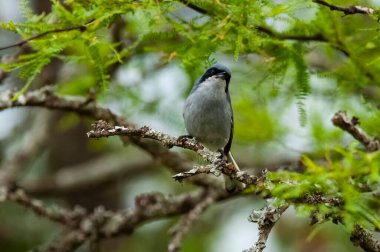 Maskeli Gnatchatcher (Polioptila dumicola